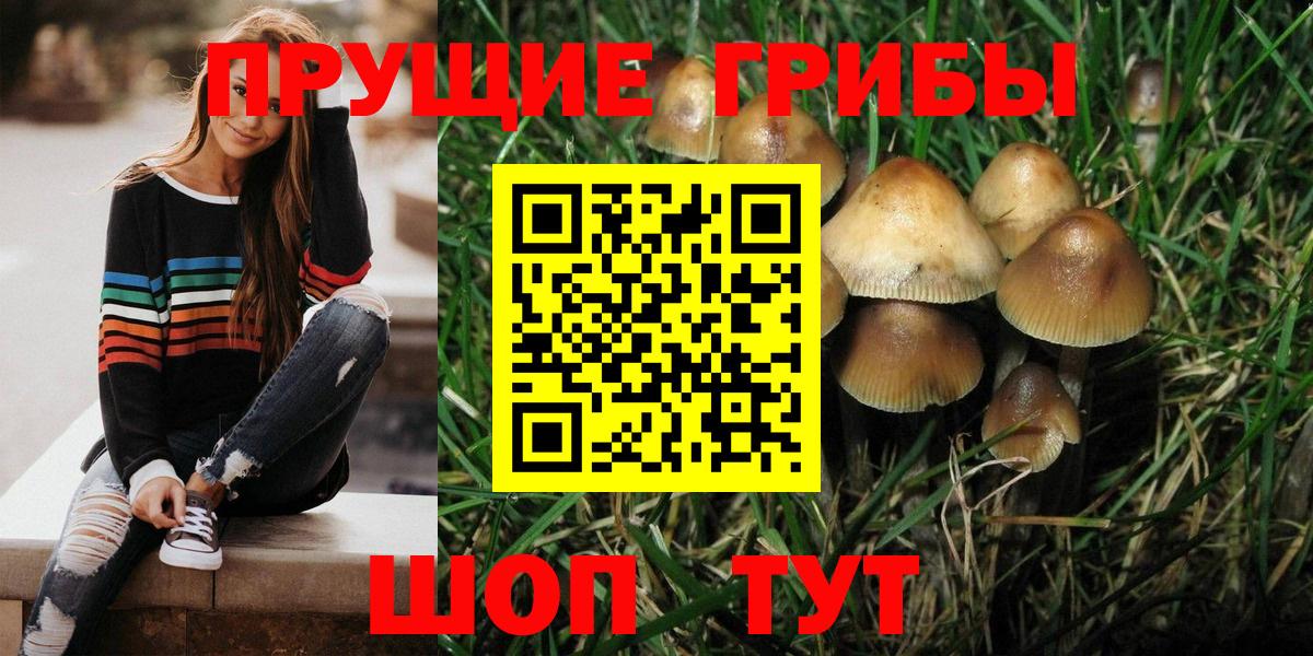 Псилоцибиновые грибы Psilocybine cubensis Муравленко