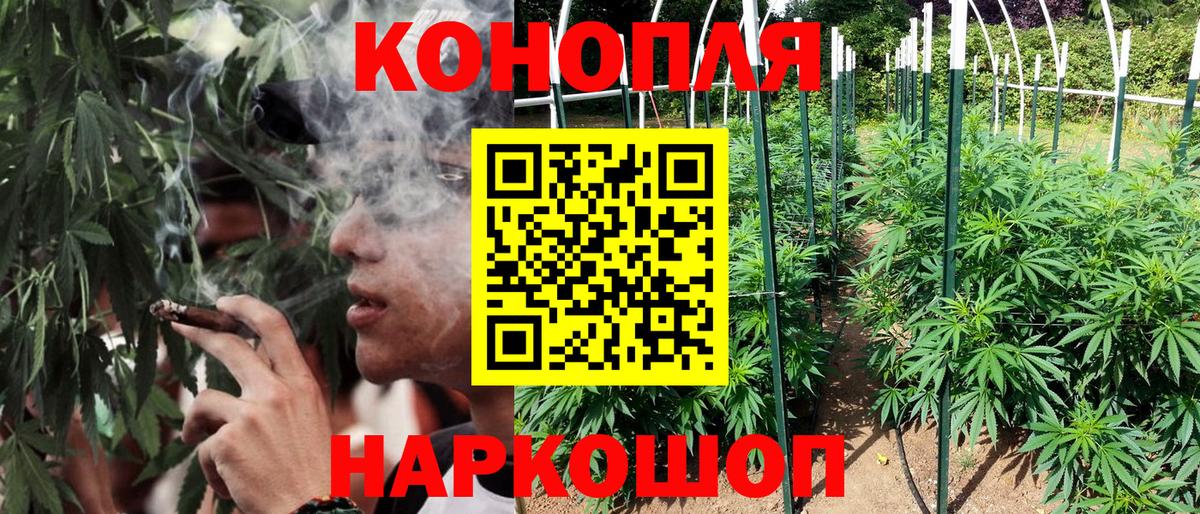 Бошки Шишки план Муравленко
